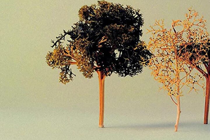 Brother & Sister Enter the Forest